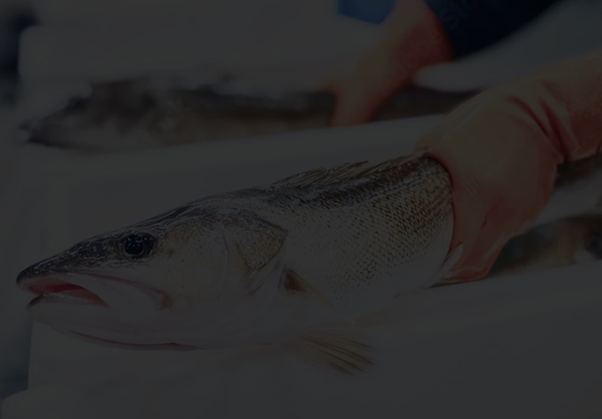 Seafood Journey Background