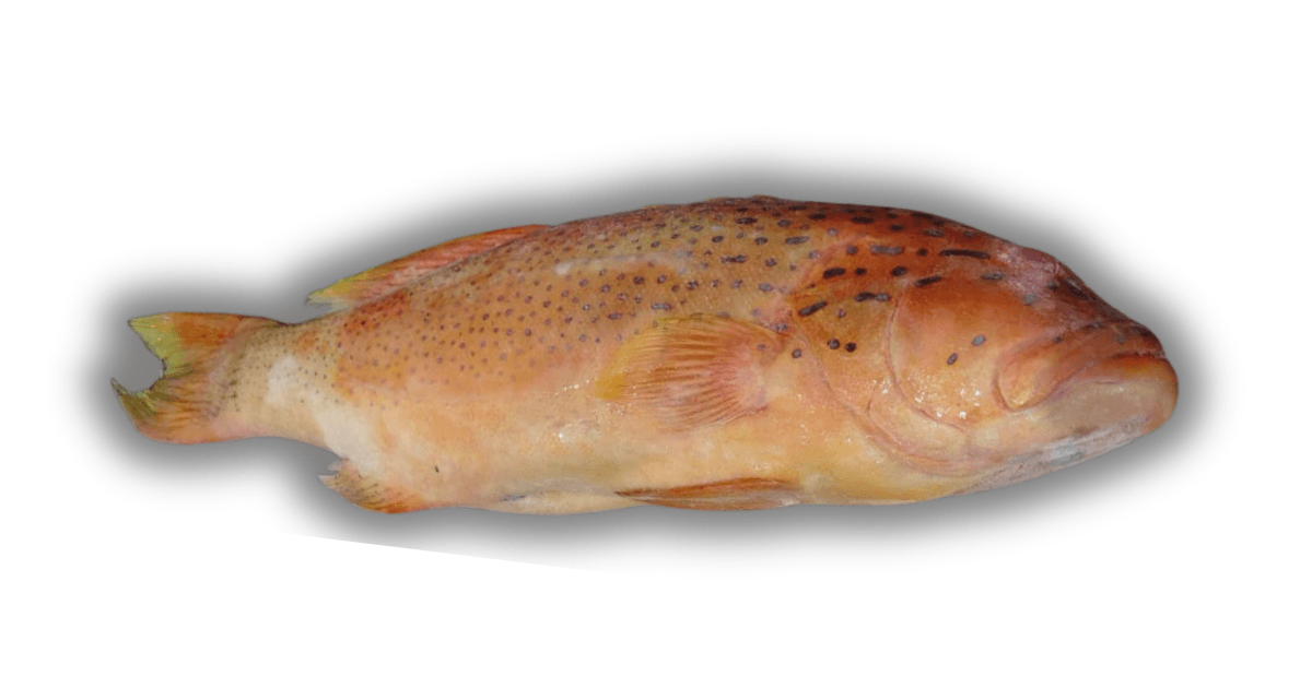 Ikan Kerapu / Lody