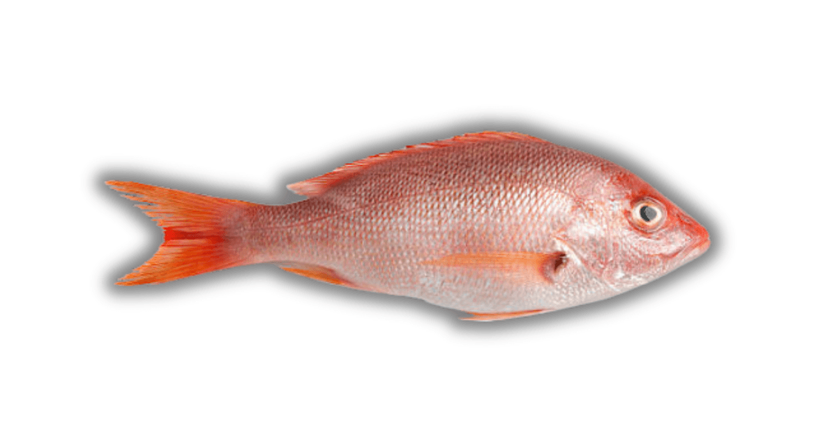 Ikan Kakap Merah