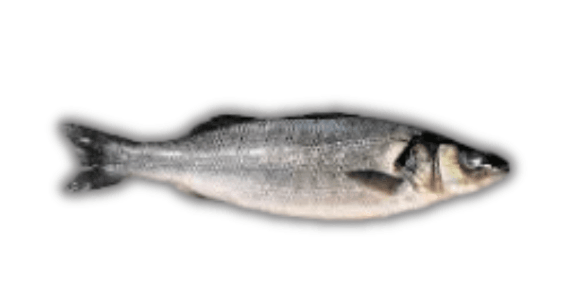 Ikan Barramundi