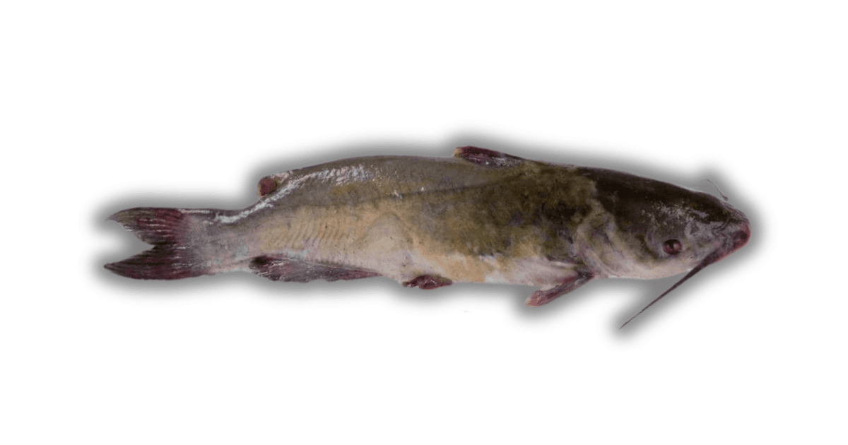 Ikan Manyung