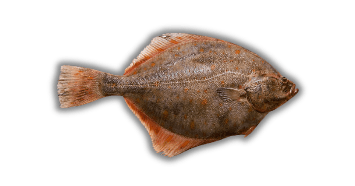 Ikan Sebelah