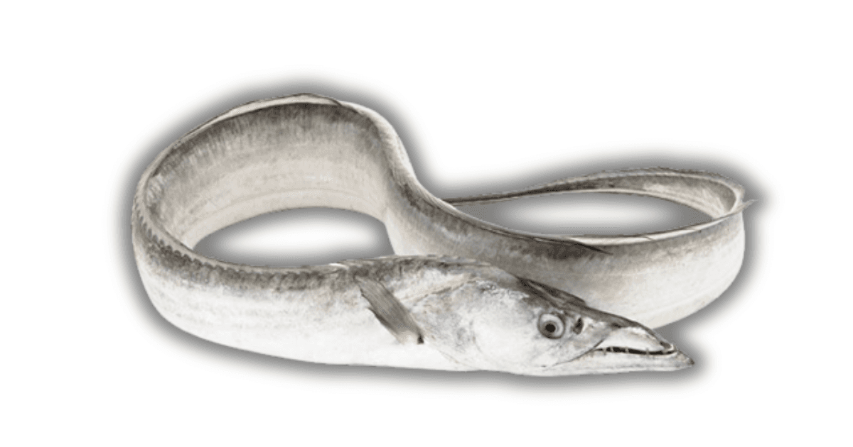 Ikan Layur
