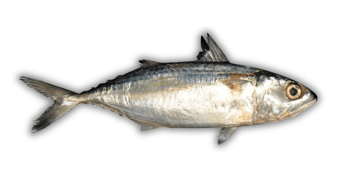 Ikan Kembung