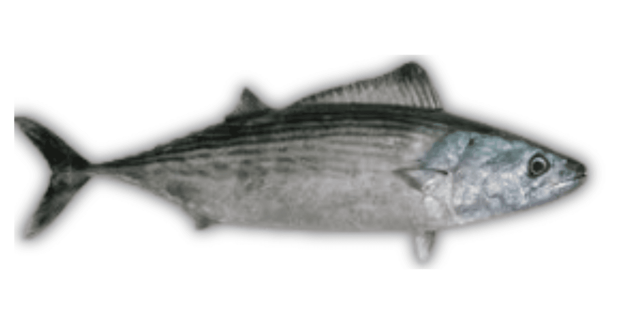 Ikan Tongkol