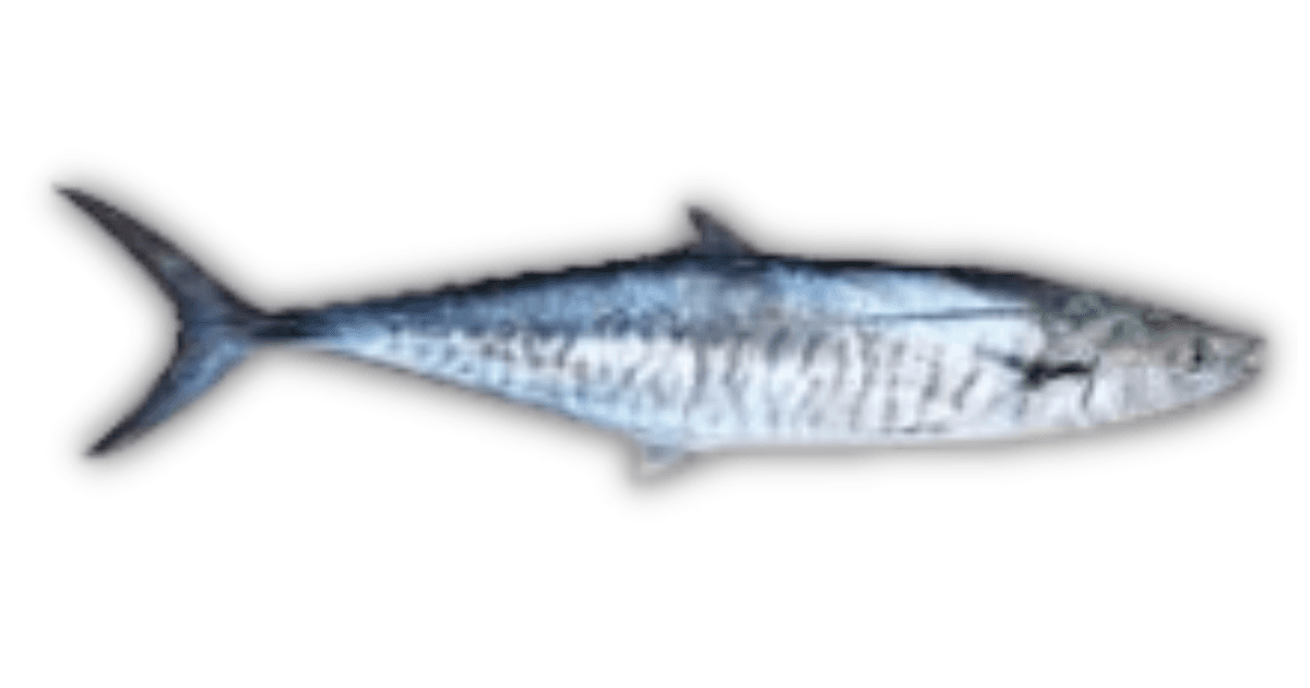 Ikan Tenggiri