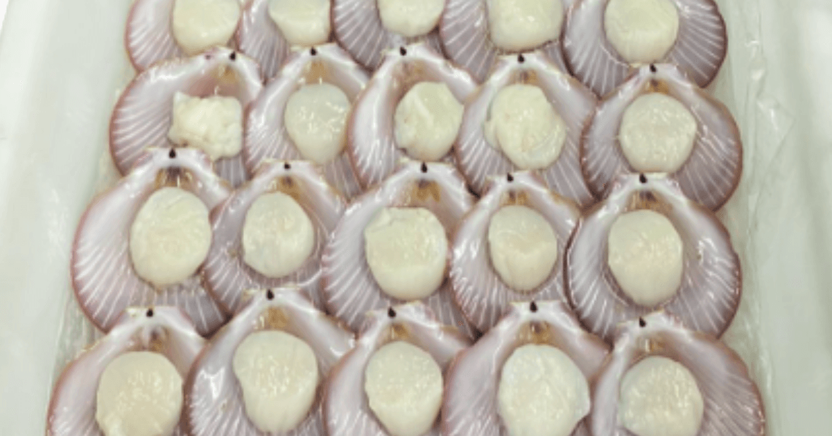 Kerang Simping