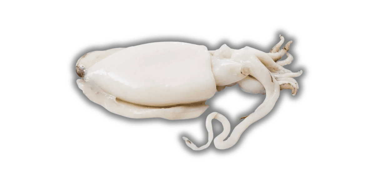 Sotong