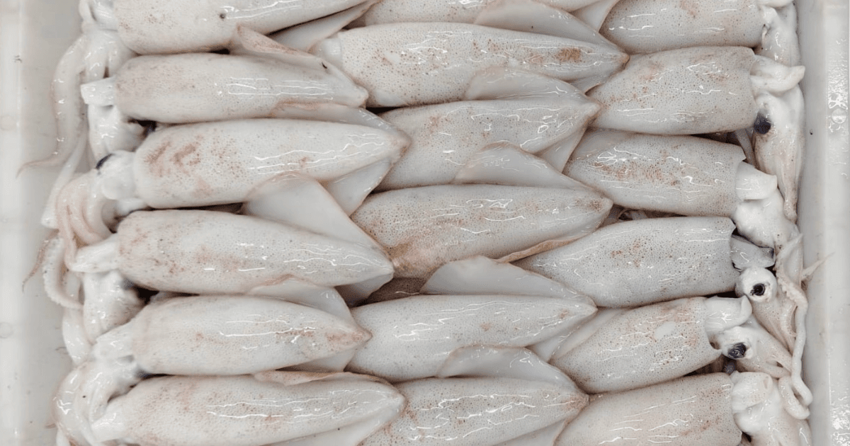 Loligo Squid (Cumi)